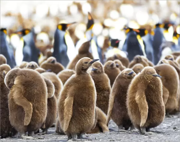 Southern Ocean, South Georgia. King penguin chicks stand together with adults in