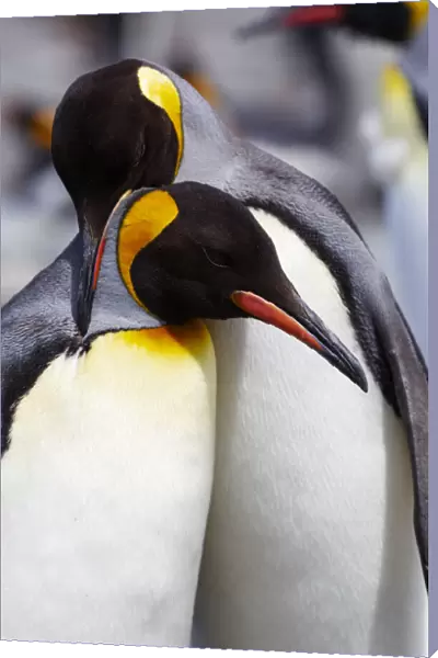 Southern Ocean, South Georgia. Portrait of two adults exhibiting courting behavior