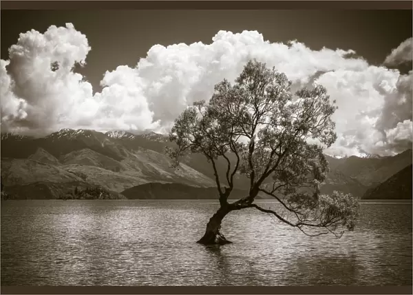 The Wanaka tree, Lake Wanaka, Otago, South Island, New Zealand
