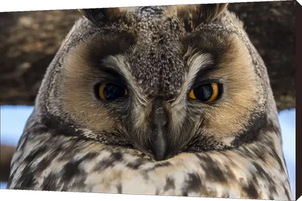Long-eared owl (Asio otus), Kikinda, Serbia
