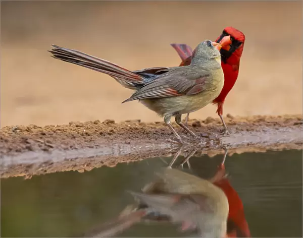 Northern Cardinals, Texas, USA