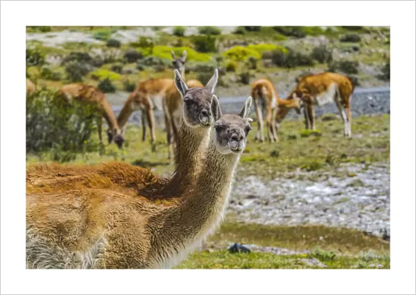 Guanacos wild lamas eating Salt, Atacama Salt Flats, Torres del Paine National Park