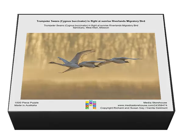Trumpeter Swans (Cygnus buccinator) in flight at sunrise Riverlands Migratory Bird