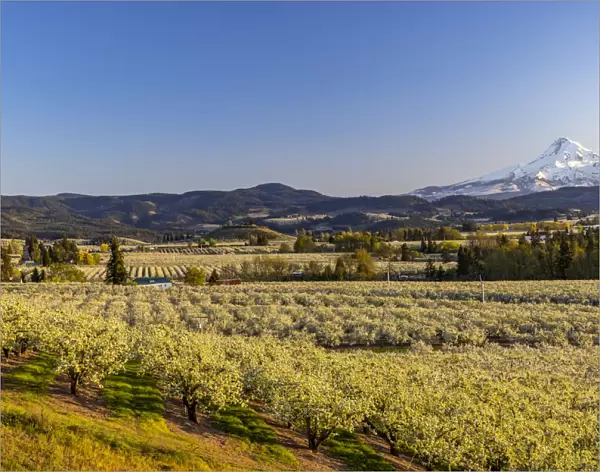 Fruit orchards in full bloom with Mount Hood in Hood River, Oregon, USA