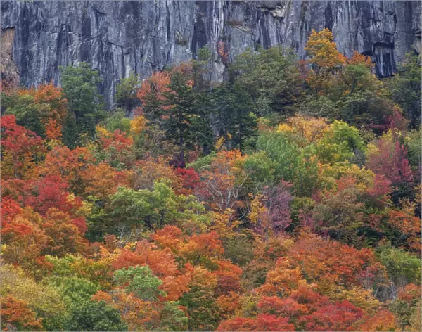 USA, New Hampshire, New England Crawford Notch Sate Park along highway 302 in Fall color