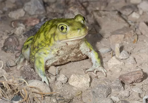 Couchs spadefoot, Scaphiopus couchii, Rodeo, New Mexico