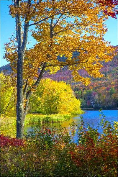 USA, New Hampshire, Franconia, small lake surrounded by Fall color of Maple, White Birch