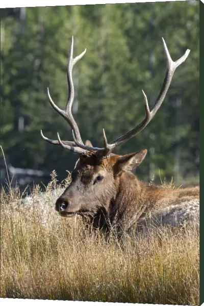 USA, Wyoming, Yellowstone National Park, Madison, Madison River. Male North American elk