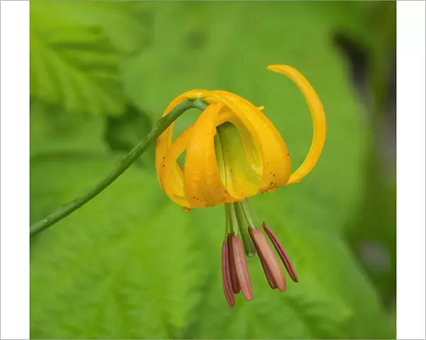 Washington State, Central Cascades, Columbia Tiger Lily wildflower