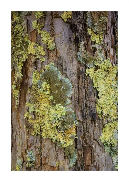 Mossy bark, Shenandoah, Blue Ridge Parkway, Smoky Mountains, USA