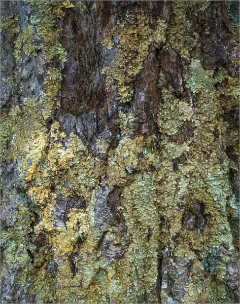 Bark with moss, Shenandoah, Blue Ridge Parkway, Smoky Mountains, USA