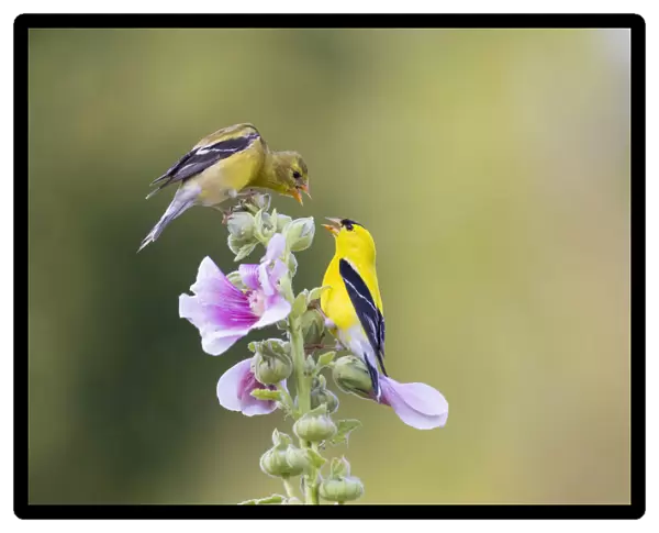 American goldfinch male and female on hollyhock, Marion County, Illinois