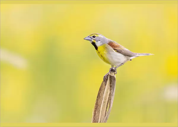 Dickcissel on corn stalk in a field with butterweed, Marion County, Illinois