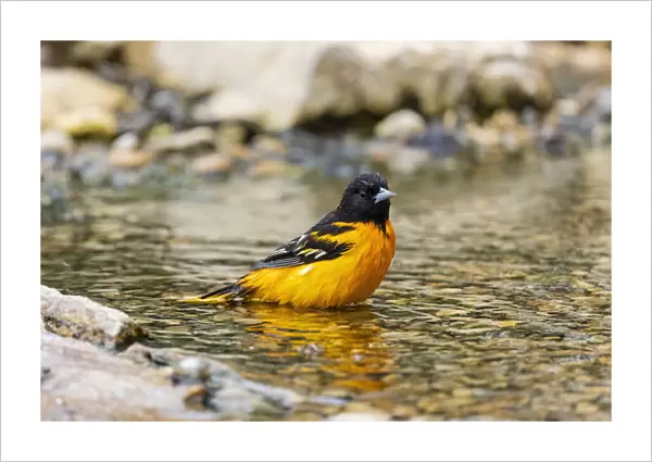 Baltimore oriole male bathing, Marion County, Illinois