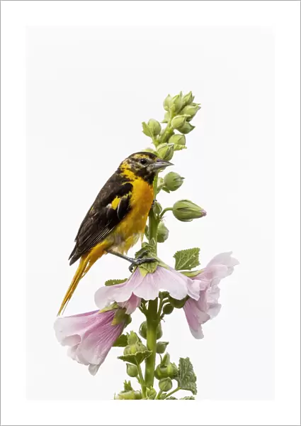 Baltimore oriole female on hollyhock, Marion County, Illinois