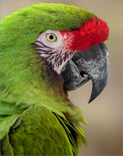 Great green macaw, native to South America