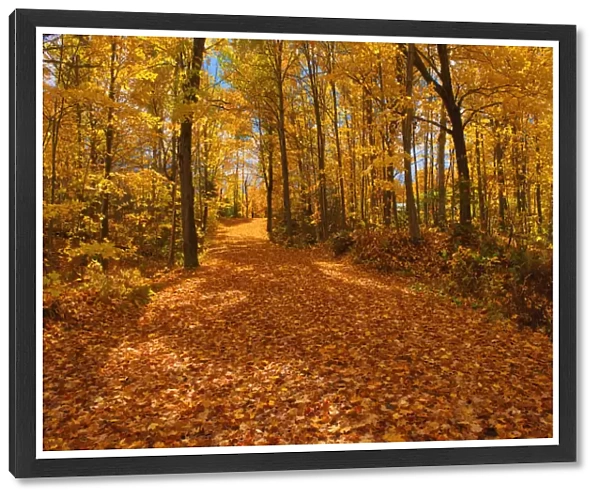 Canada, Ontario, Fairbank Provincial Park. Sugar maple tree leaves cover road in autumn