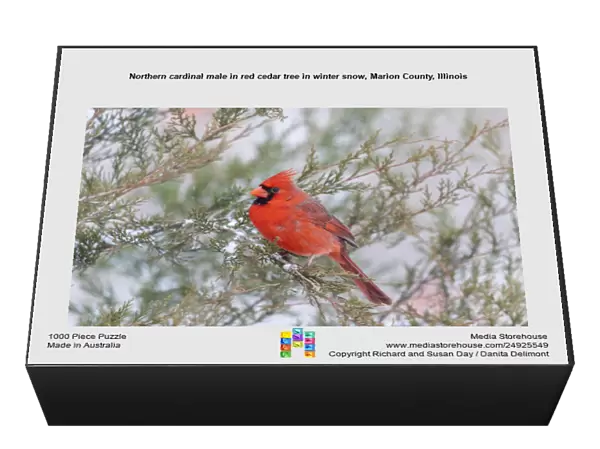 Northern cardinal male in red cedar tree in winter snow, Marion County, Illinois
