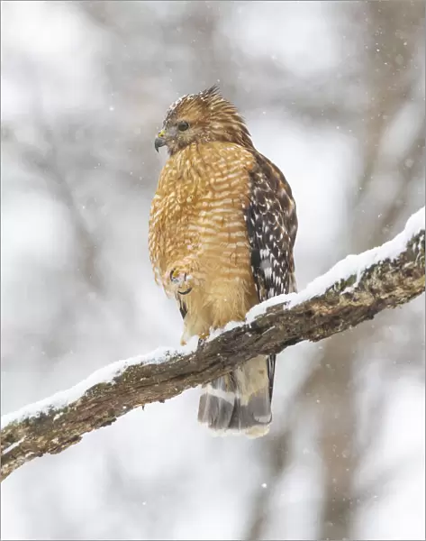 Red-shouldered hawk in snow, Marion County, Illinois