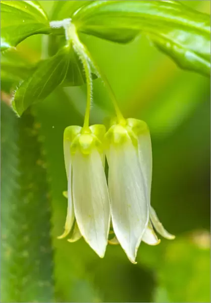 USA, California, Del Norte Coast Redwoods State Park. Smiths fairy bells flowers close-up