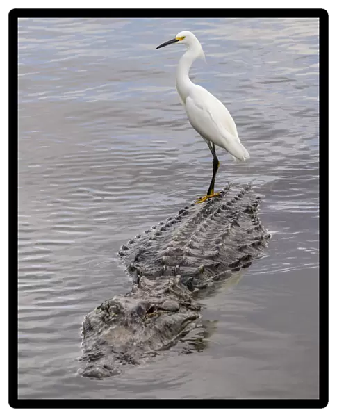Snowy Egret riding on top of American alligator, Florida