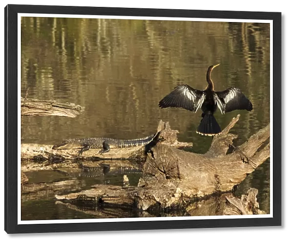 USA, Georgia, Riceboro. Alligator and anhinga sunning on log