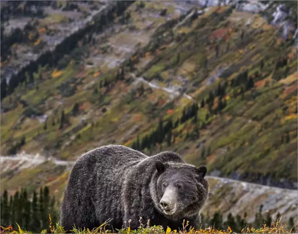 Grizzly bear along Going-to-the-Sun Road in Glacier National Park, Montana, USA