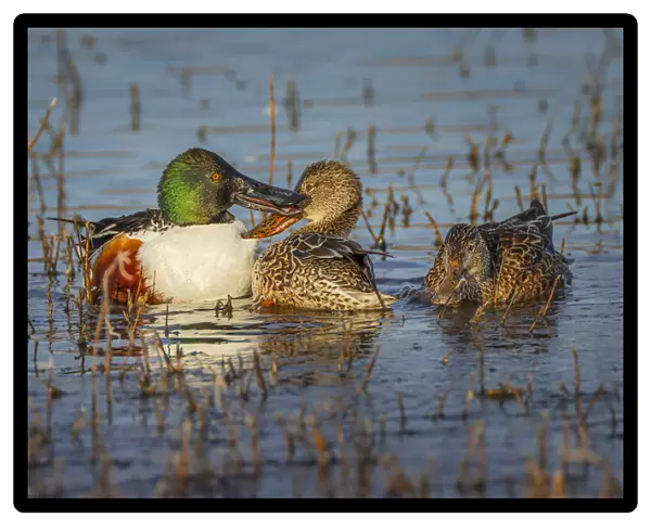 Male with two female Northern shovelers, Bosque del Apache National Wildlife Refuge, New Mexico