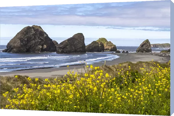 USA, Oregon. Pistol River Beach and sea stacks