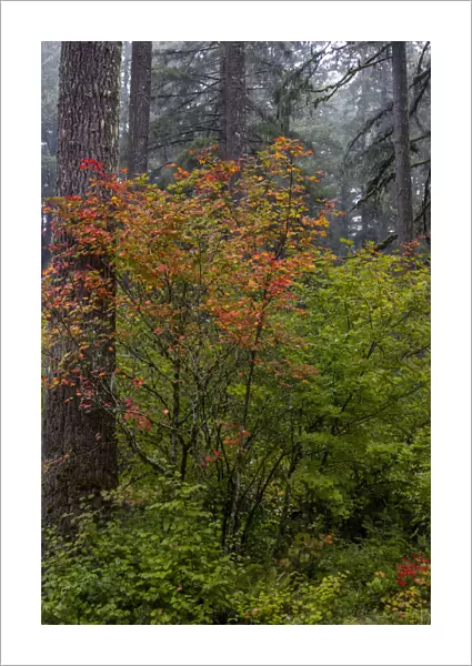 Vine Maple in autumn hues at Silver Falls State Park near Sublimity, Oregon, USA
