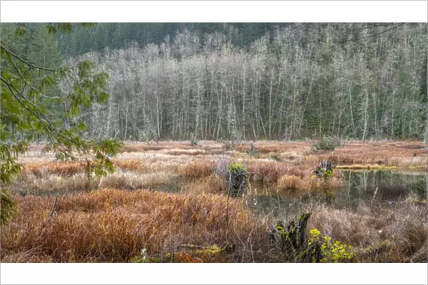USA, Washington State, Gold Creek Beaver Pond. Winter panoramic of marsh and forest