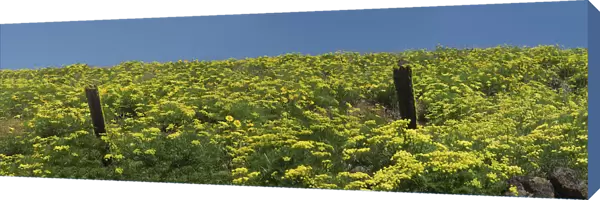 USA, Washington State. Panorama of fence line and wildflowers