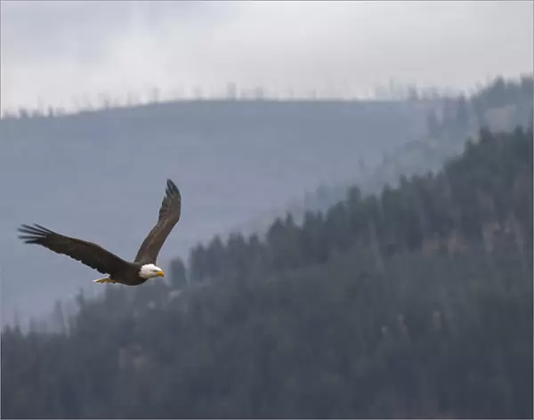Bald eagle, flying, Yellowstone National Park, Wyoming
