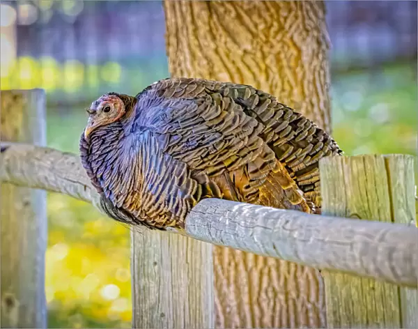 USA, Colorado, Loveland. Wild female turkey close-up