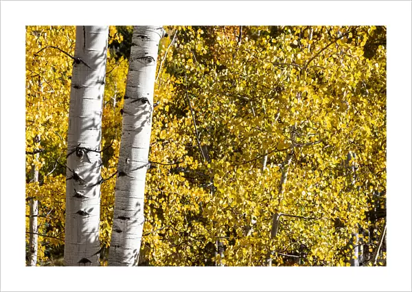 Aspen trees in autumn