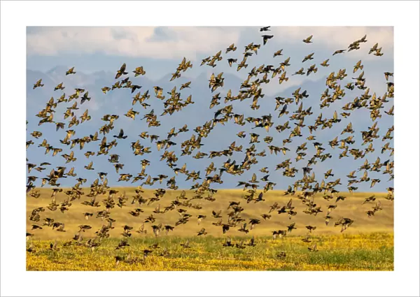 Huge flock of European starlings take flight in the Flathead Valley, Montana, USA