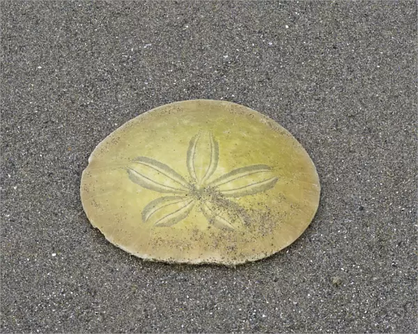 Oregon, Ecola State Park, Indian Beach. Sand dollar