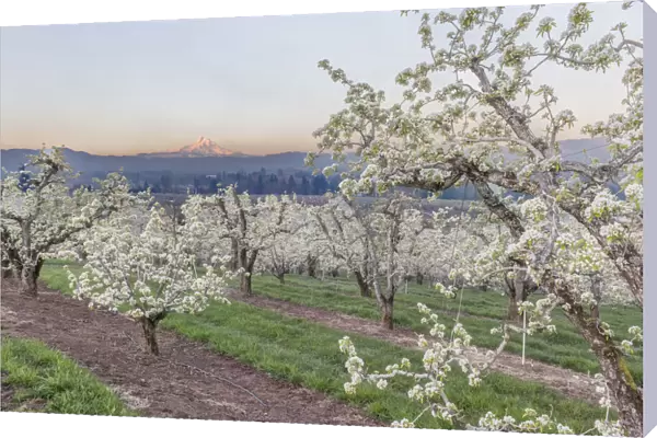 Oregon, Hood River. Cherry orchard and Mt. Hood