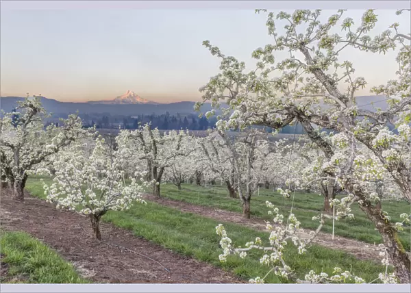 Oregon, Hood River. Cherry orchard and Mt. Hood