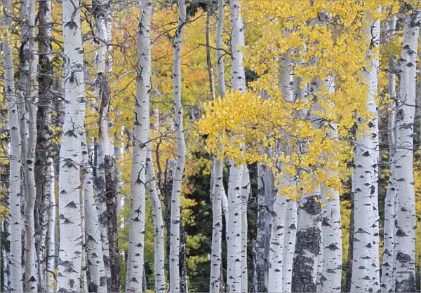 USA, Utah, Ashley National Forest. Aspen forest in autumn