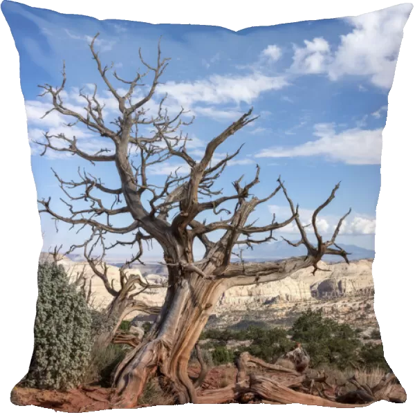 USA, Utah, Capitol Reef National Park. Dead juniper tree