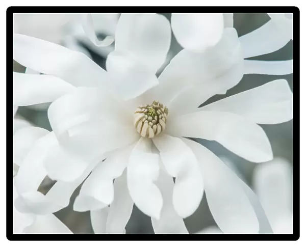 Washington State, Bellevue. Star magnolia