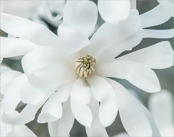 Washington State, Bellevue. Star magnolia