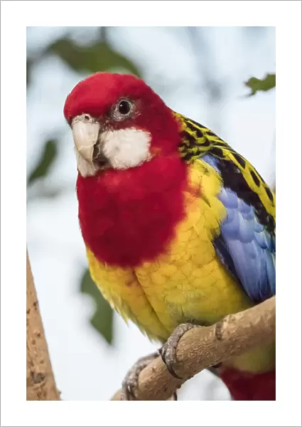 Seattle, Washington State, USA. Eastern Rosella is a rosella native to southeast of the Australian continent and to Tasmania. Captive at Woodland Park Zoo