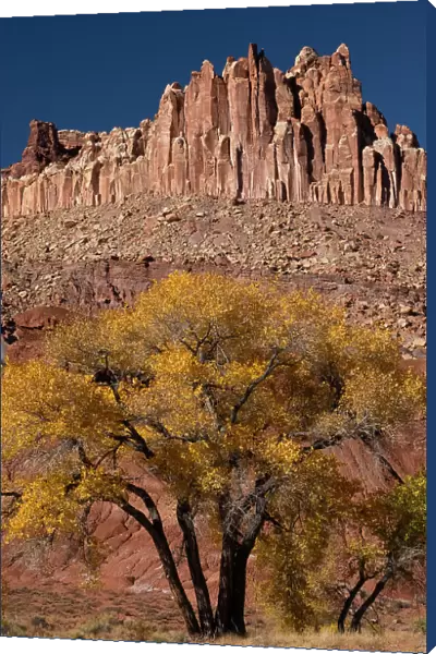 USA, Utah. The Castle, geological features and autumn foliage, Capitol Reef National Park