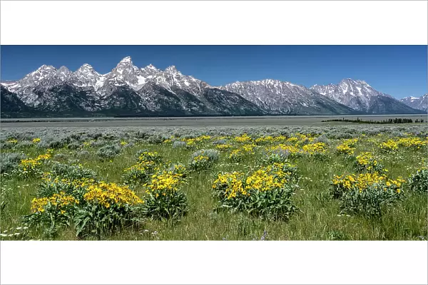 USA, Wyoming. Grand Teton Range and Arrowleaf Balsamroot wildflowers, Grand Teton National Park