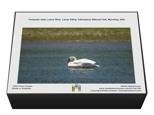 Trumpeter swan, Lamar River, Lamar Valley, Yellowstone National Park, Wyoming, USA