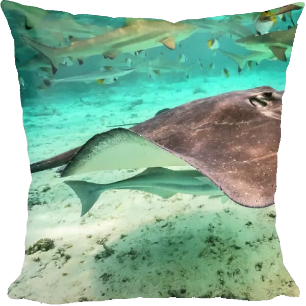 French Polynesia, Bora Bora. Black tip reef sharks and stingray
