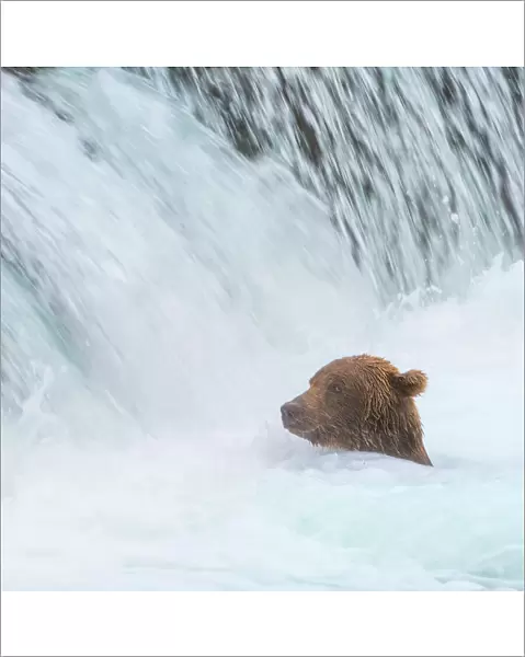 Alaska, Brooks Falls. Grizzly bear swims at the base of the falls