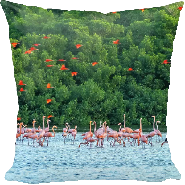 Trinidad, Caroni Swamp. Scarlet ibis birds flying over American flamingos